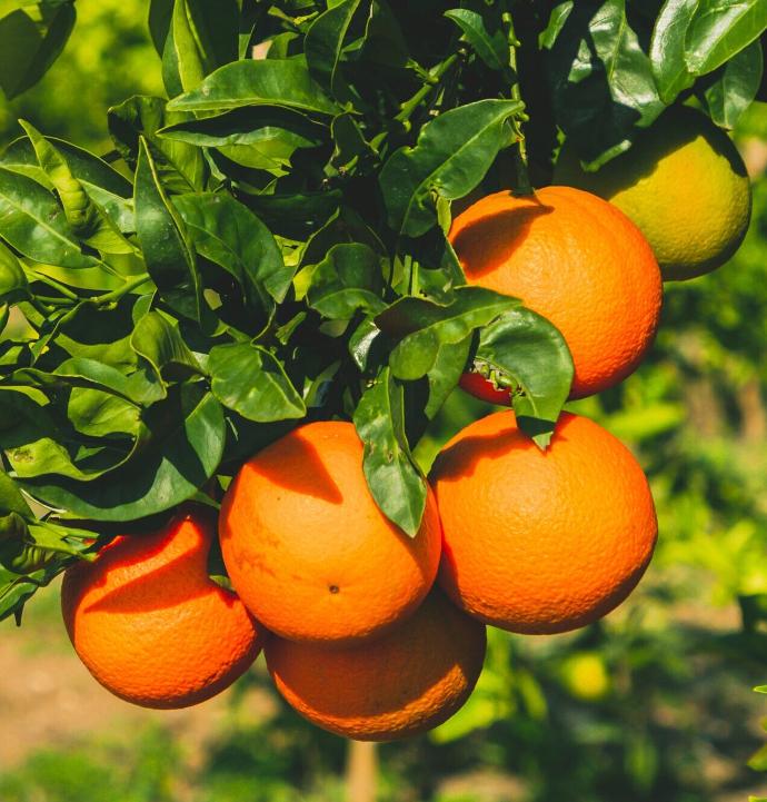 Navel Blondorangen gemischte Größe 9kg Kiste - BIO