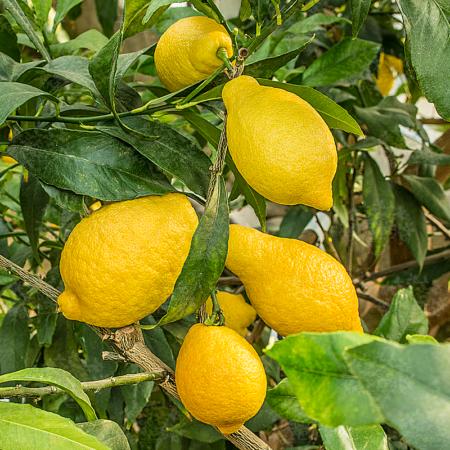 Esszitronen im Netz 3kg - BIO