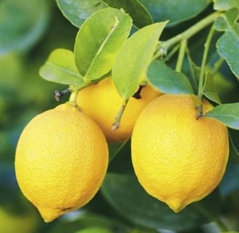 Limoni cartone 6kg - BIO