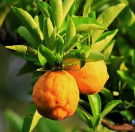 Bitterorangen im Netz 3kg - BIO