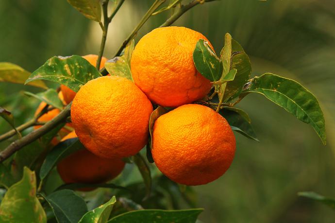 Clementine cartone 6kg - BIO