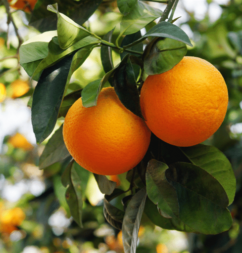 Arance Tarocco calibro misto cartone 9kg - BIO