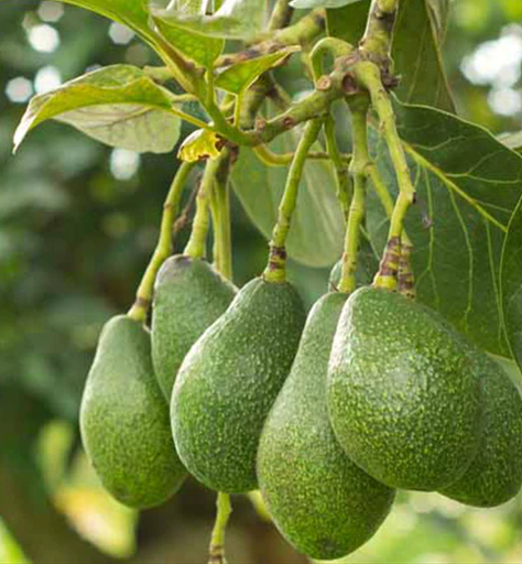 Avocado cartone 6kg - BIO