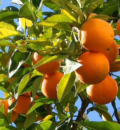 Arance Valencia calibro misto cartone 9kg - BIO