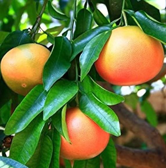 Pink Grapefruit im Netz 3kg - BIO