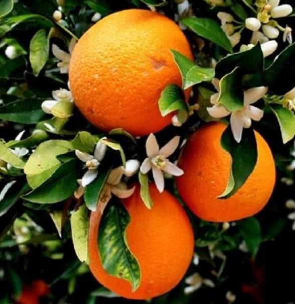 Sanguinello zuccarino Blutorangen gemischte Größe 6kg Kiste - BIO