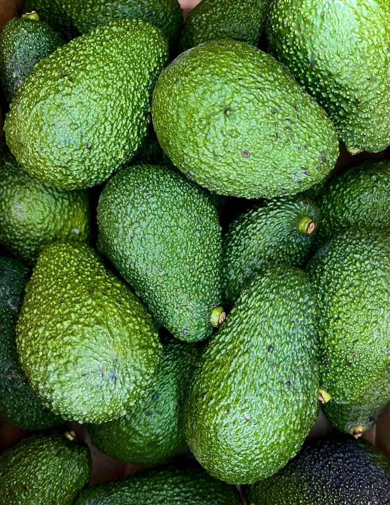 Avocado cartone 6kg - BIO