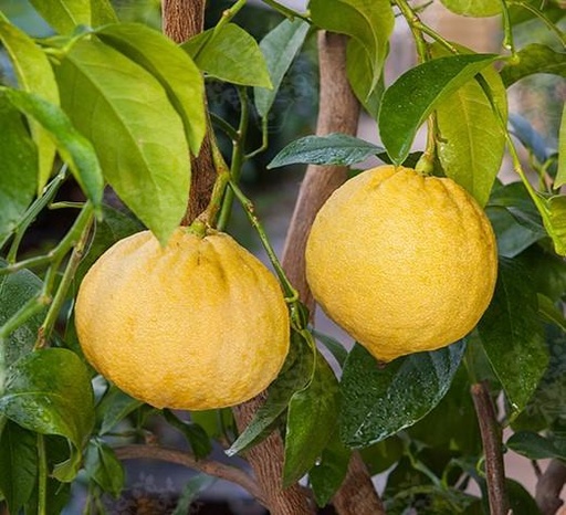 Bergamotto cartone 6kg - BIO