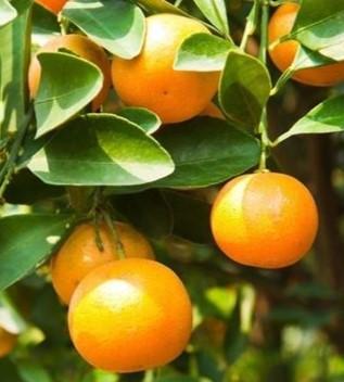 Mandarini di Ciaculli cartone 6kg - BIO