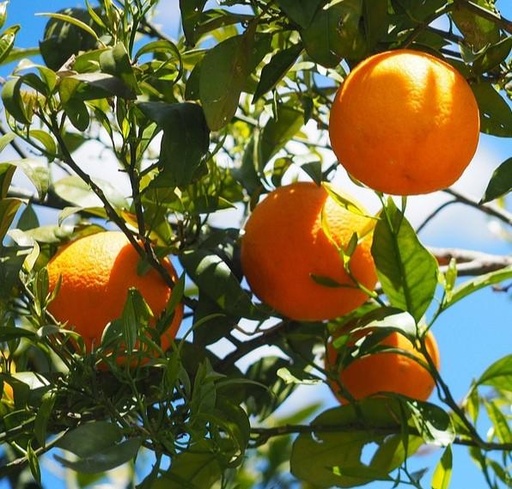 Navelate Blondorangen gemischte Größe 9kg Kiste - BIO