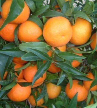 Clementinen Sweet Sicily 6kg Kiste - BIO