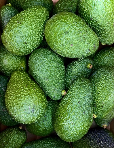 Avocado cartone 6kg - BIO 