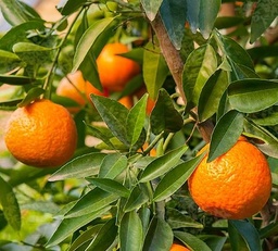 Clementine con semi cartone 6kg - BIO (copia)